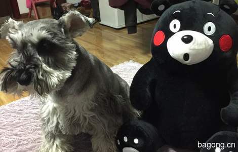 求转发今天下午3点左右，我家狗...