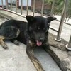 狗子养了5年了。虽然是只土狗。...