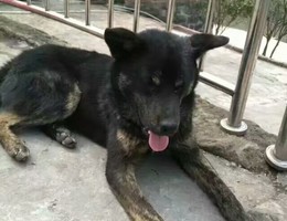 狗子养了5年了。虽然是只土狗。...