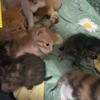 有七只小猫咪需要好人家抱走