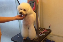 璟晨犬舍1