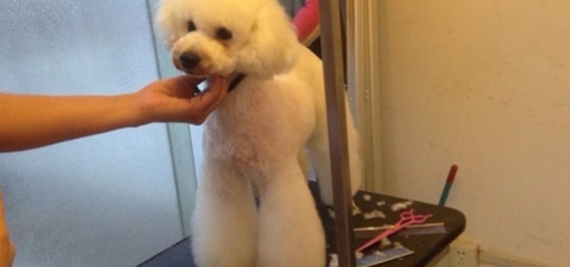 璟晨犬舍1