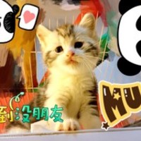 招财猫 萌宠屋 封面小图