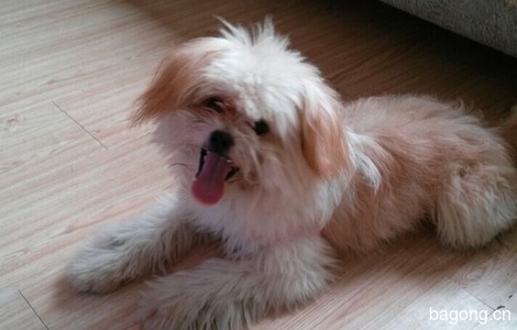 【成都】免费赠送西施犬一只0