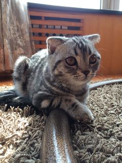 ：Bela