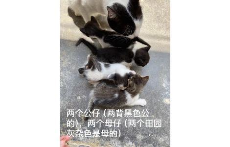 两个奶牛猫生的仔，能力有限，为...