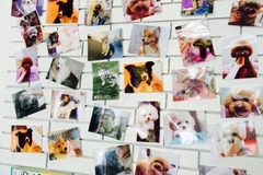 Lovelypet宠物美容沙龙1