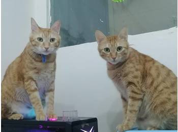深圳，两只橘猫免费赠...