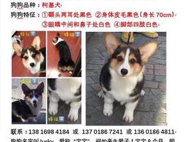 狗狗品种： 柯基犬
丢失时间： ...