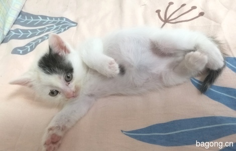 可爱小猫眯一个月大, 爱心送养1