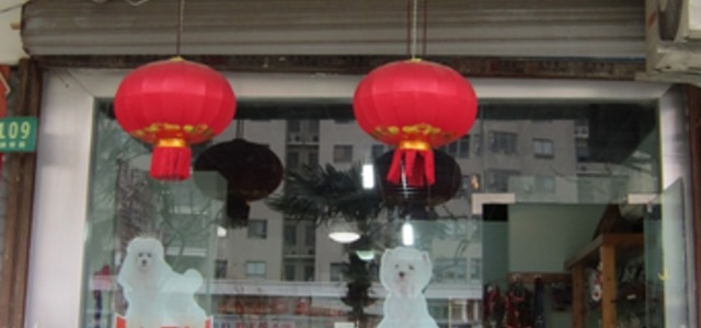 仔仔宠物店1