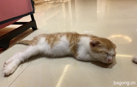 两个月大的小橘猫找个好人家领养0