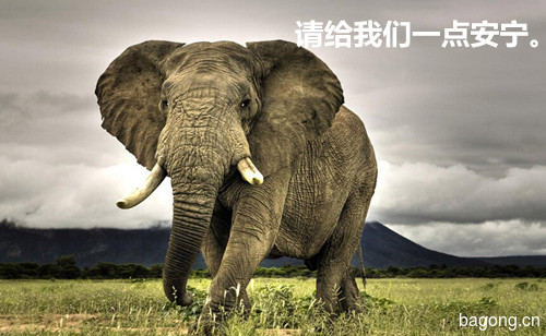 野生大象遭惨砍头取牙，为何要残忍的对待它？2