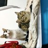 广州荔湾区黄沙地铁站附近白梨小猫求好人家收养