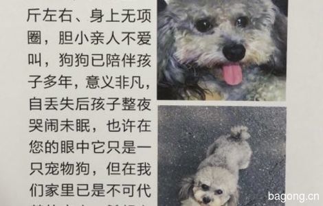 寻爱犬启示，本人于2018年9月8号...