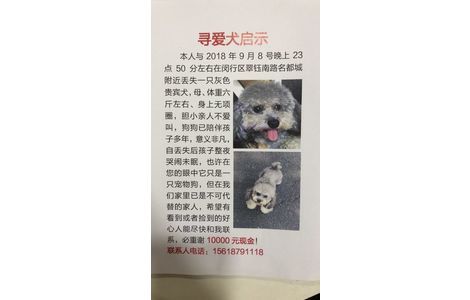 寻爱犬启示，本人于2018年9月8号...