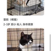 自家家养猫咪送养