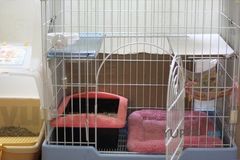 优培良猫CFA猫舍0