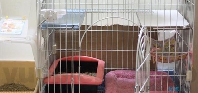 优培良猫CFA猫舍0