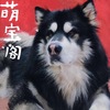 萌宝阁宠物会馆