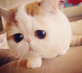 异国猫|奇异猫,外来种猫,短毛猫,异国短毛猫,短毛波斯猫