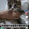 自己猫咪生的孩子不会用猫砂希望铲屎官有耐心