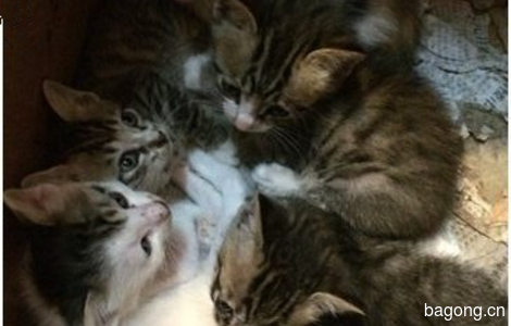 五个萌哒哒的猫宝宝求一个家~0