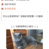 我有一只蓝猫（英短)寻找有爱猫人士领养。