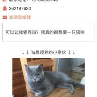 我有一只蓝猫（英短)寻找有爱猫人士领养。