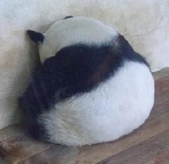 ：其实我真的不胖，就是有点肿！！！