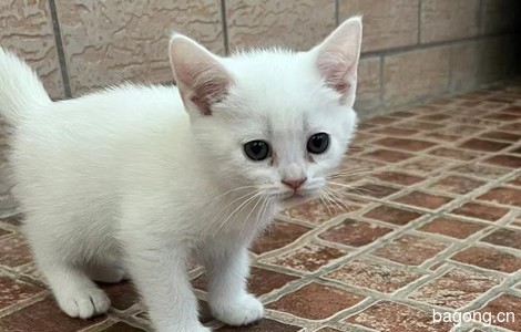 白色短毛猫爱心领养1