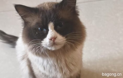 小公猫