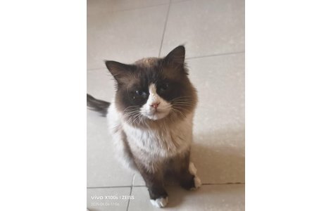 小公猫