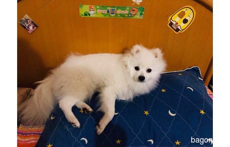 小体型博美犬，尖嘴，纯白色无杂...