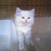 萌萌哒的小白猫找领养（限北京）免费