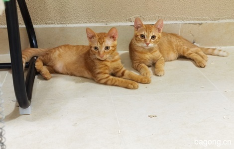 两只小橘猫姐妹3