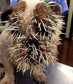 ：小狗与豪猪相撞被扎500根硬刺3岁大的斗牛犬贝拉近日不幸与一只体型彪壮的豪猪相撞，以致全身被约500根豪猪身上的硬刺扎伤，模样相当可怜。据狗主人介绍，当天贝拉与其他伙伴在一个池塘附近玩耍，但不巧撞上一只步行缓慢的豪猪，惨遭此下场。美国动物急救中心的兽医花了不少功夫，才把扎进贝拉头、颈、腿和胸部的硬刺取出。虽然贝拉几乎浑身受伤，但医生表示，硬刺没有戳进它眼睛里已非常幸运。据悉，豪猪一般在夜间活动