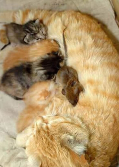 ：镜头回放：方形的纸箱中有5只尚未满月的小猫，三黄两黑，而在这些小猫中间，藏着一只灰色的小老鼠。此时，猫妈妈正慈爱地看着自己的“子女”，而对于这只猫群中的“异类”，猫妈妈显得格外宽容，任凭小老鼠在自己孩子身上爬来爬去，猫妈妈竟然视而不见。而这只小老鼠也格外大胆，竟然堂而皇之地在猫妈妈的怀里钻来钻去