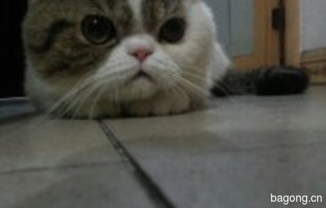 本人猫咪于2015.11.5日早上8点左...
