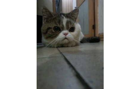 本人猫咪于2015.11.5日早上8点左...
