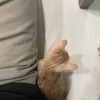 橘猫小虎找家长