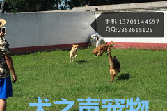 北京家庭宠物寄养猫猫  家居模式散养冬季地暖