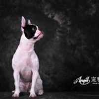 Angel宠物摄影(Angel摄影三林店) 封面小图