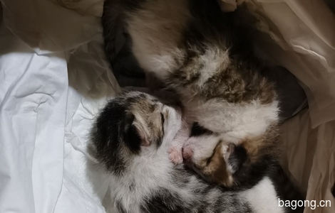 两只新生三花小猫求领养2