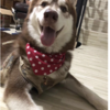 寻狗启事,各位亲友，2018年8月28...