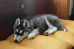 来宝犬业3