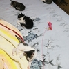 希望好心人领养