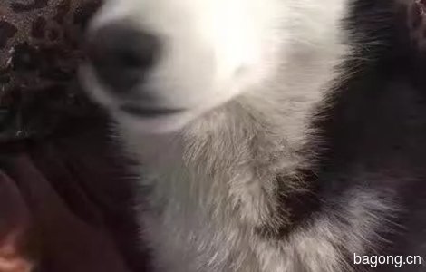7个月大哈士奇，鸳鸯眼，三把火...