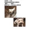 寻狗启示，本人于7月1日晚间9点3...