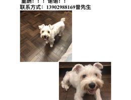 寻狗启示，本人于7月1日晚间9点3...